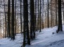 1661 - Raquettes à neige  dans le massif vosgien -  massif du Markstein - Avec Philippe
