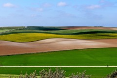 IMG_6463-1
