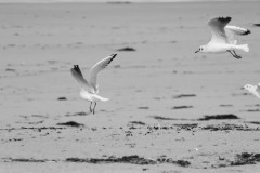 IMG_6560-N-B