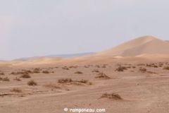 IMG_4140P