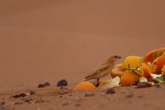 IMG_4183