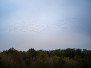 2045 - Le spectacle de la migration des grues cendrées au lac du DER