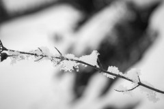 DSC_5108