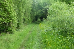 16.À l'est du bois de Fervaques