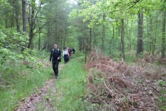 39.Dans la forêt de Montpinçon