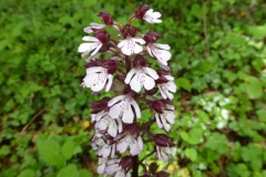 4.Orchis pourpre