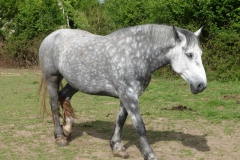 48.Un percheron