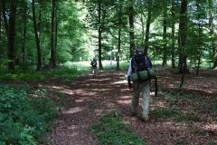 26.Le bois des Farterres