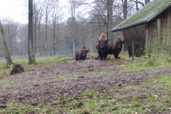 25.Des bisons