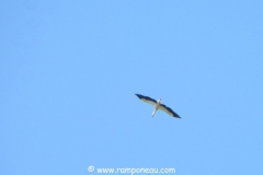 IMG_7264 M