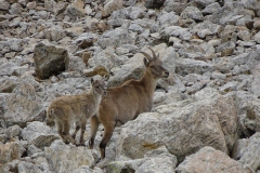 31.Maman et bébé bouquetin