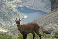 35.Le bouquetin et le lac de La Fous