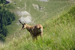 8.Le chamois