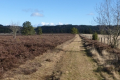 50.Au bord sud de la tourbière de Longéroux