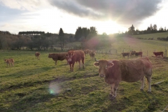 55.Les vaches à Millevaches