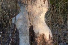 DSCN9704