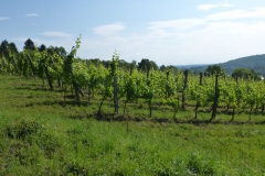 2.Le Côte de Moselle français